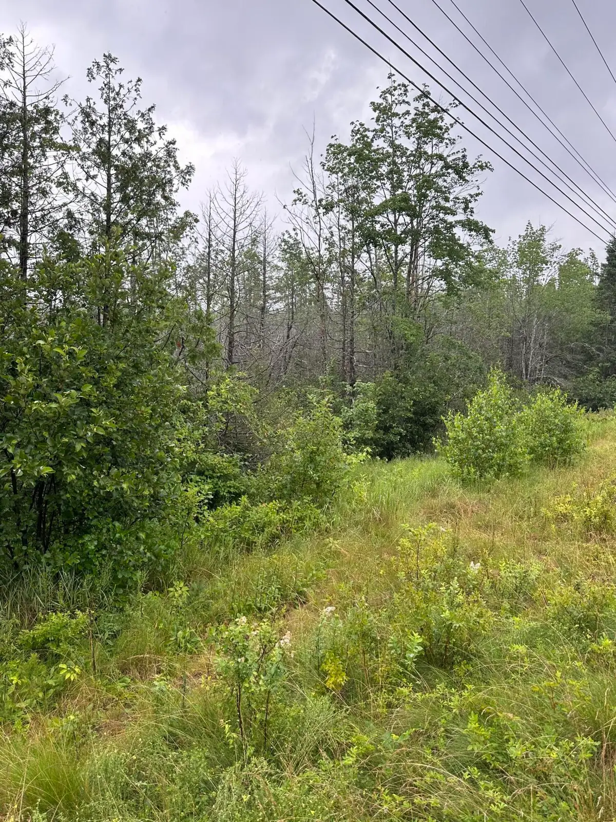 Lot 60 Tenan Lane, Cherryfield, ME 04622 - #1