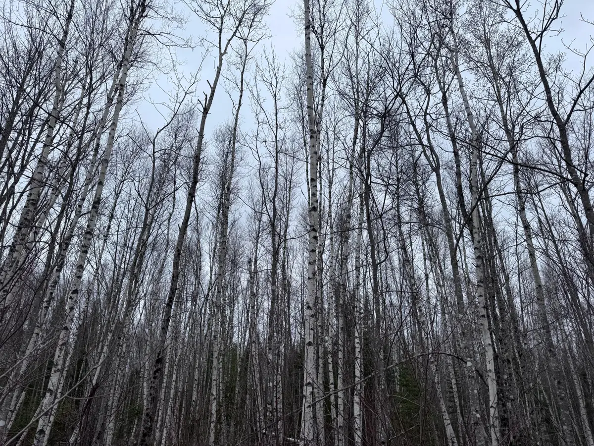 36 Otter Trail, Greenbush, ME 04418 - #1