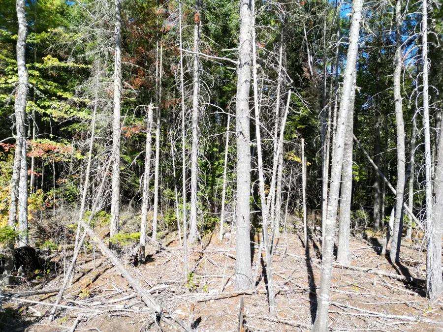 Lot 14 Whitetail Way, Lowell, ME 04493 - #3