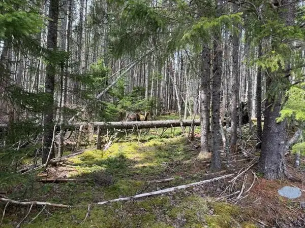 Lot 6 Holmes Bay Farms Road, Whiting, ME 04691