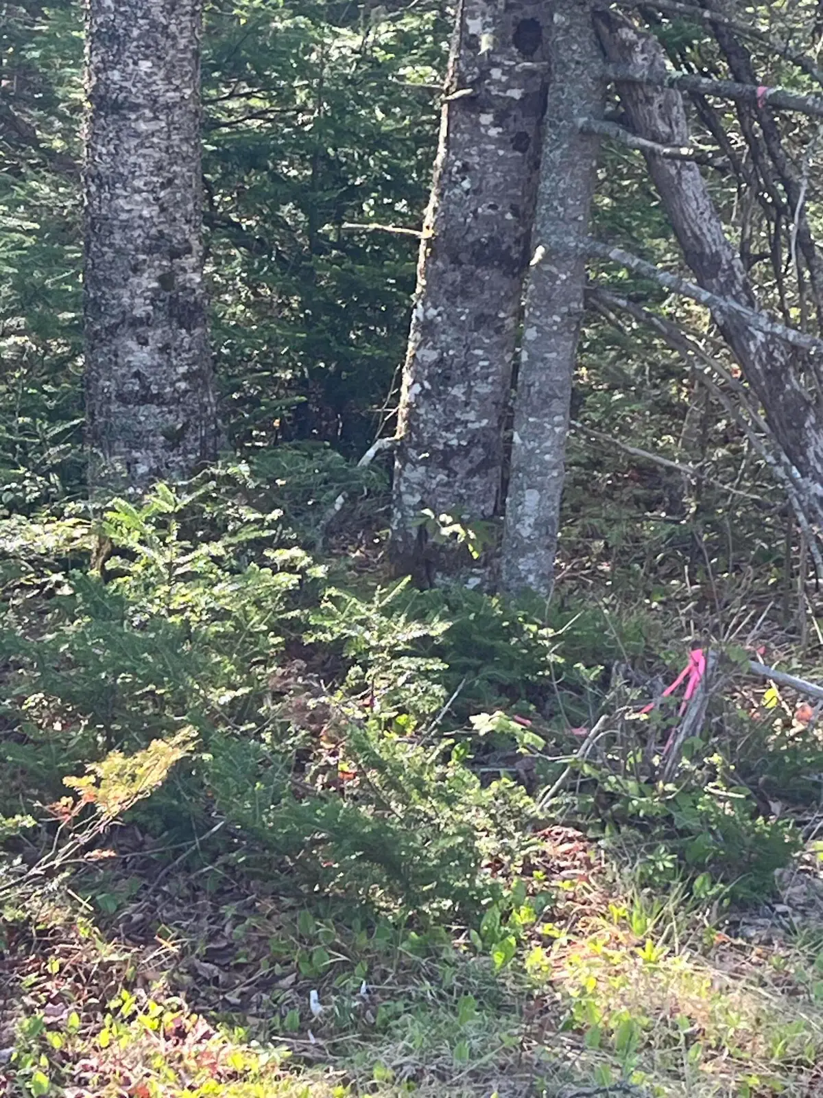 Lot 14 West Bay Road, Gouldsboro, ME 04607 - #1