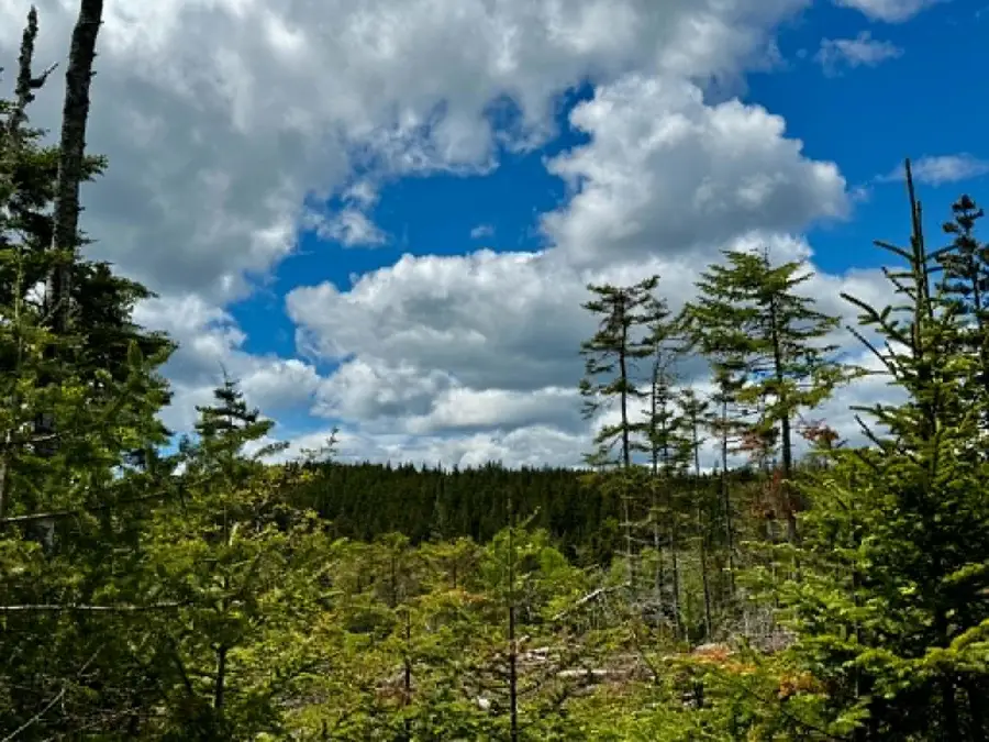 Lot 49 Port Road, Machiasport, ME 04655 - #3
