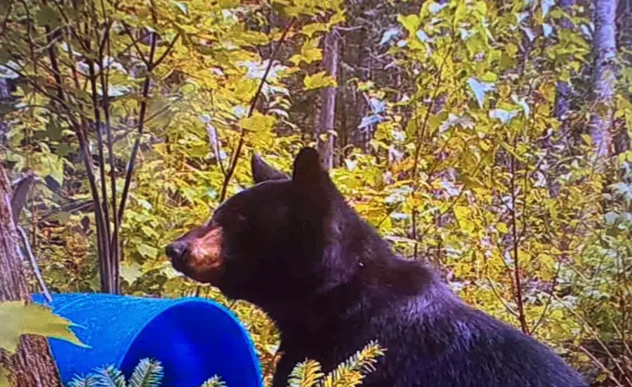 off North Road, Mount Chase, ME 04765 - #3
