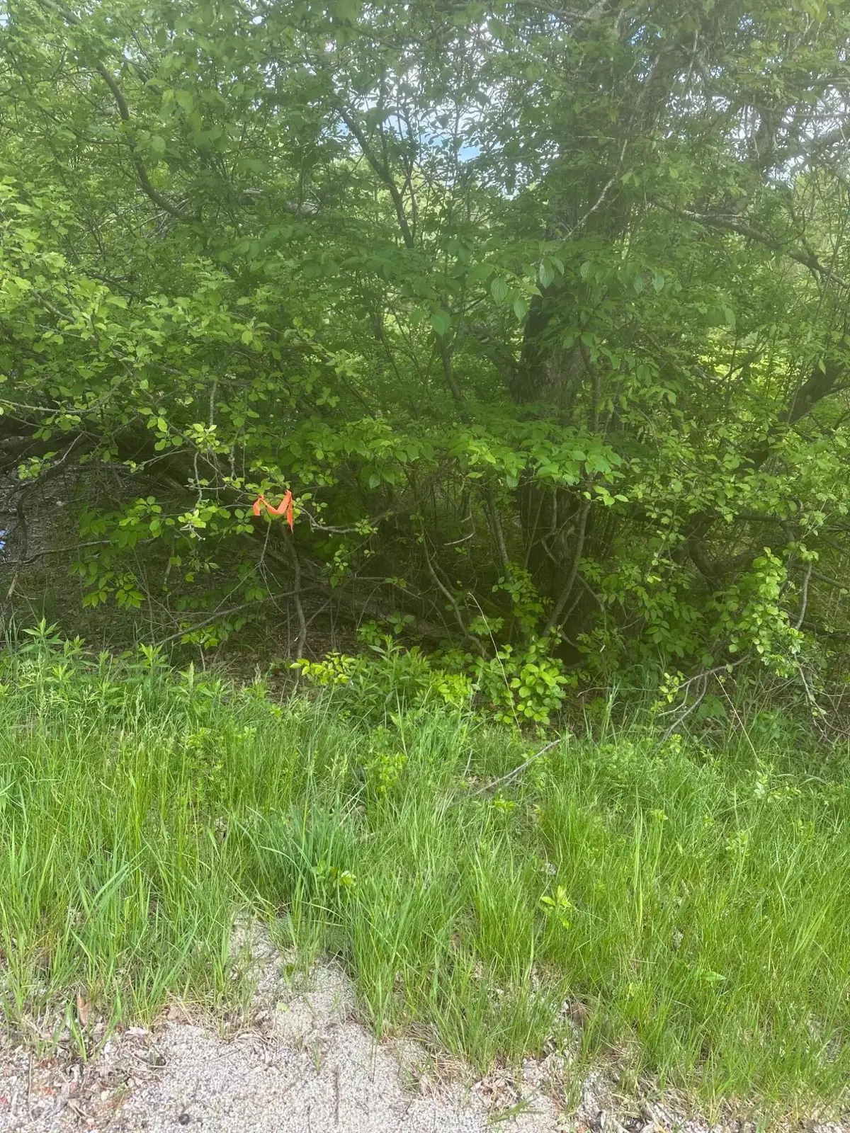 Lot 5 Unionville Road, Steuben, ME 04680 - #1