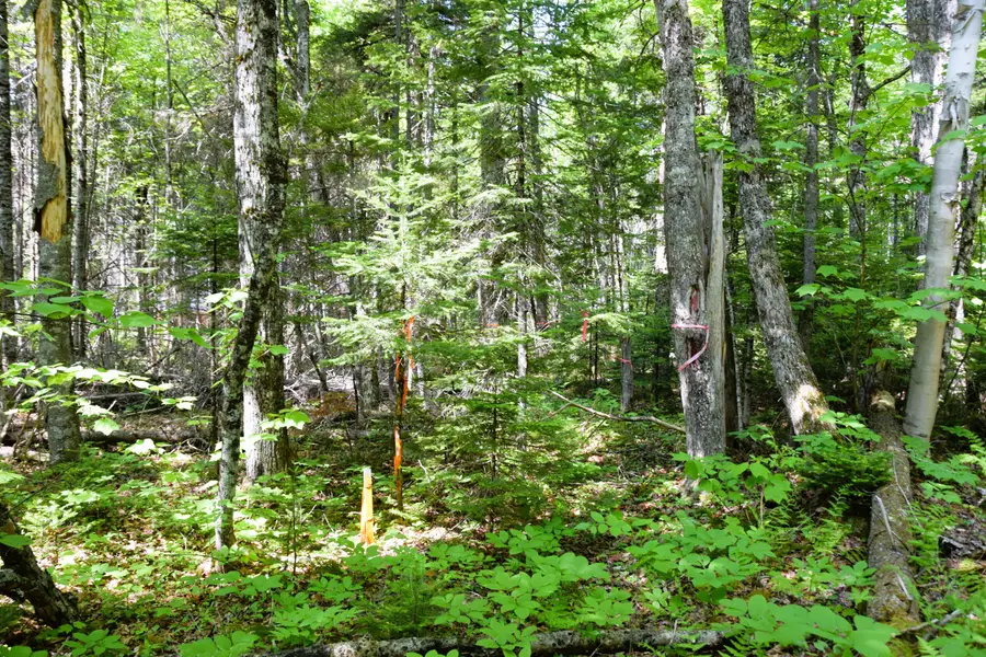 MS03l17.3 Carry Pond Road, Pleasant Ridge, ME 04961 - #2