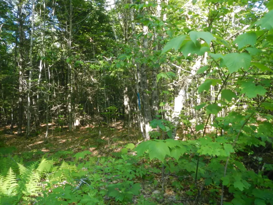02-09-00-0 Upper Dobsis Road, Lakeville, ME 04487 - #2