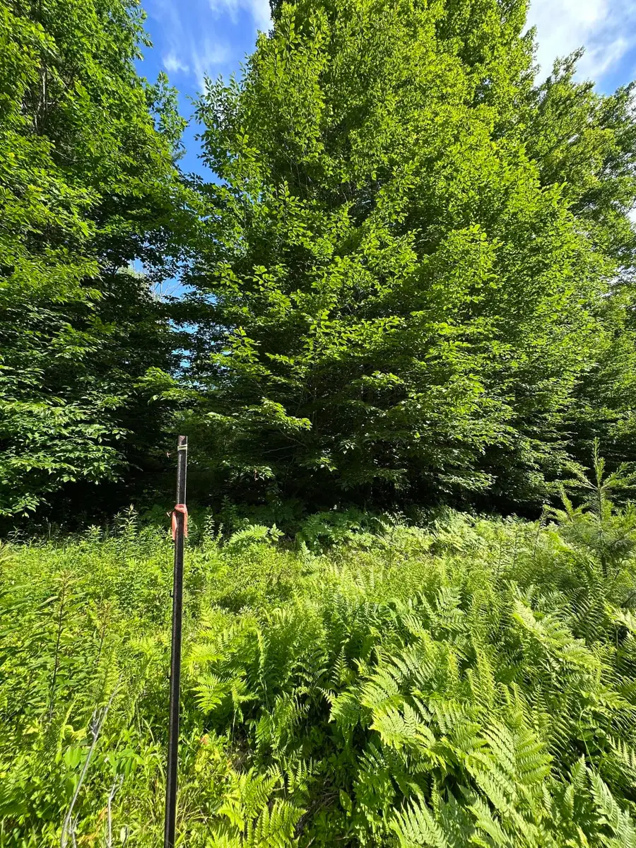 Lot 020 Canton Mountain Road, Jay, ME 04239 - #3