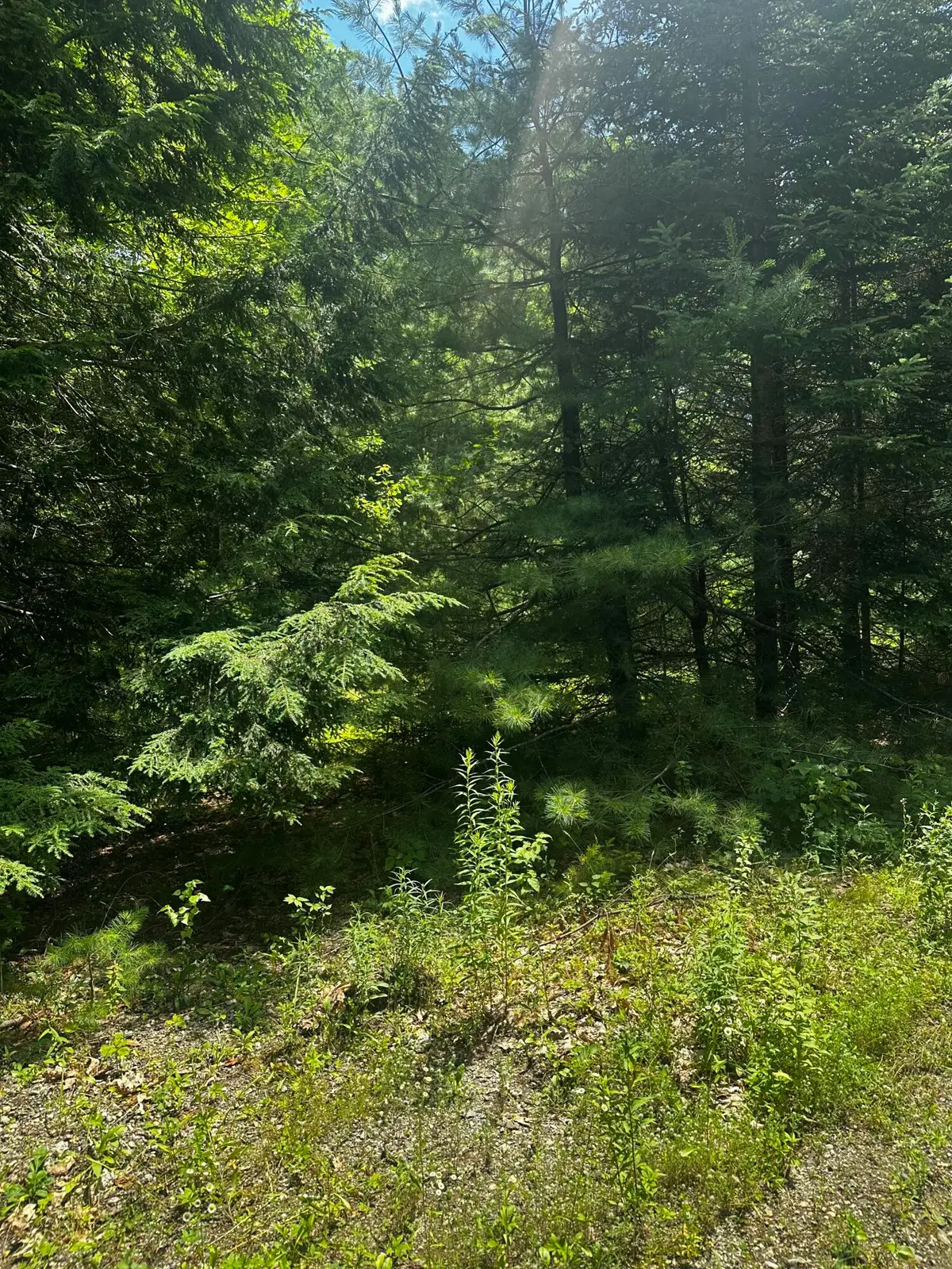 25 Cottage Lane, Orland, ME 04472 - #1