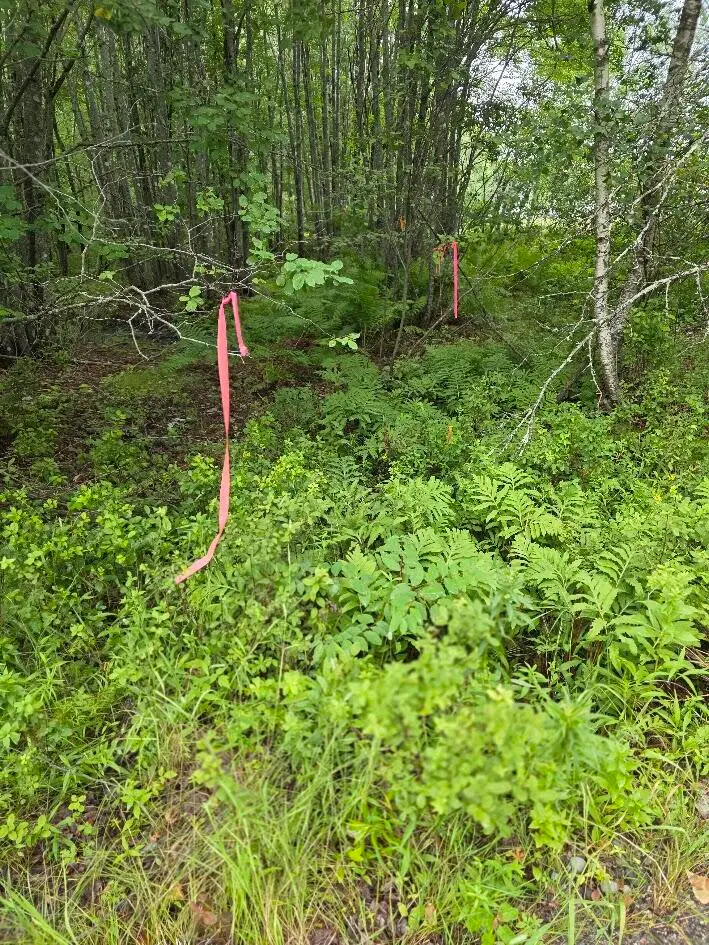 Lot 175 Poplar Lane, Milbridge, ME 04658 - #2