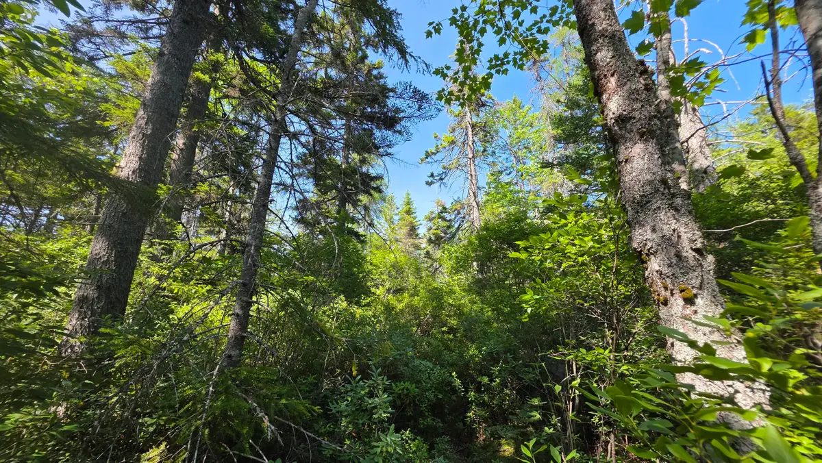 Map 1 Lot 10-2 Patten Rd, Jonesboro, ME 04648 - #1