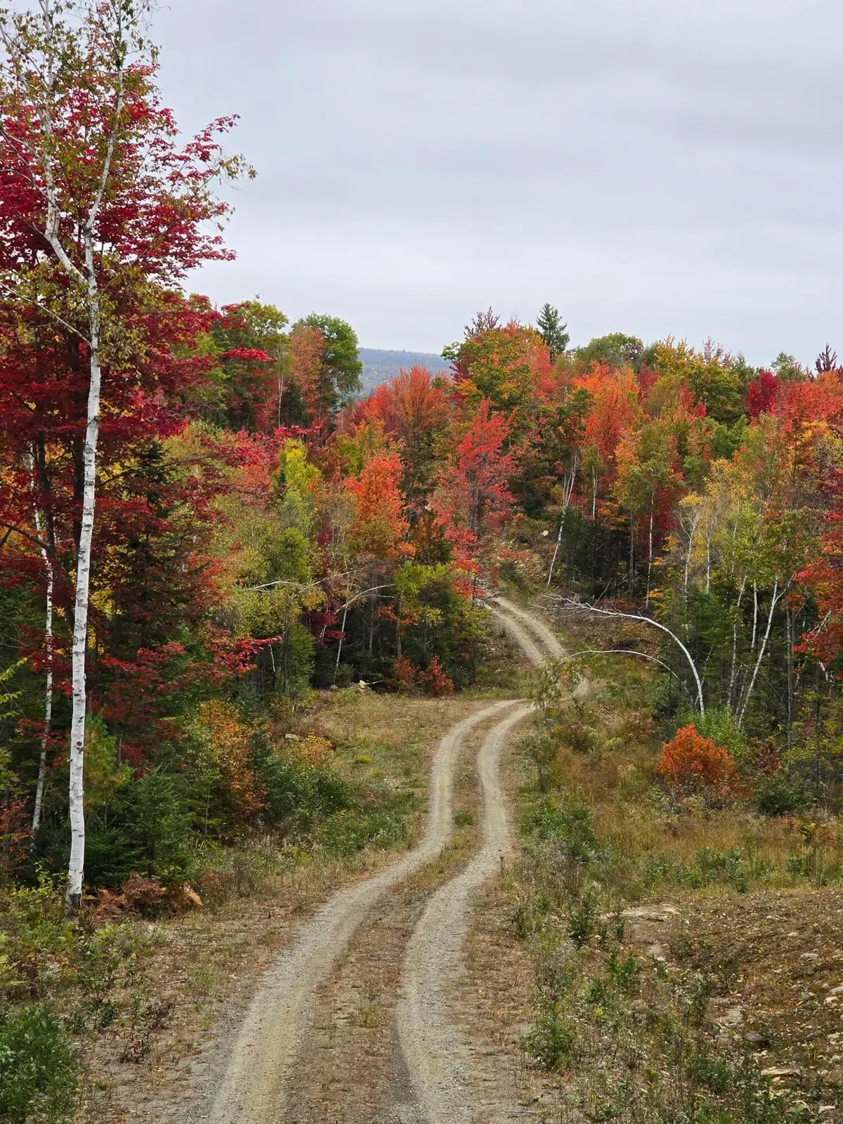 Lot #4 Woods Road, Phillips, ME 04966 - #1