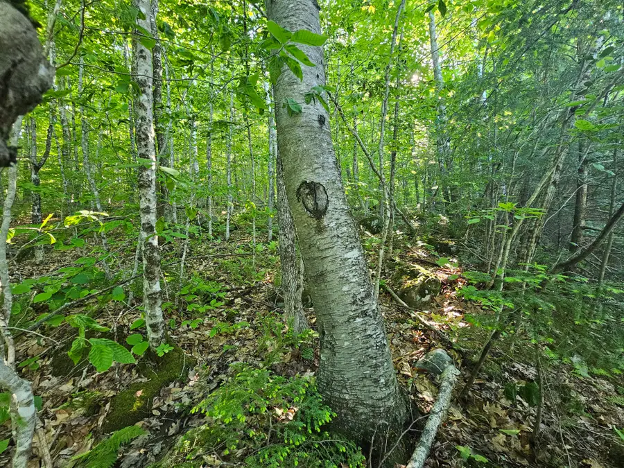 PO-L5,6,9G Great Moose Drive, Hartland, ME 04493 - #3