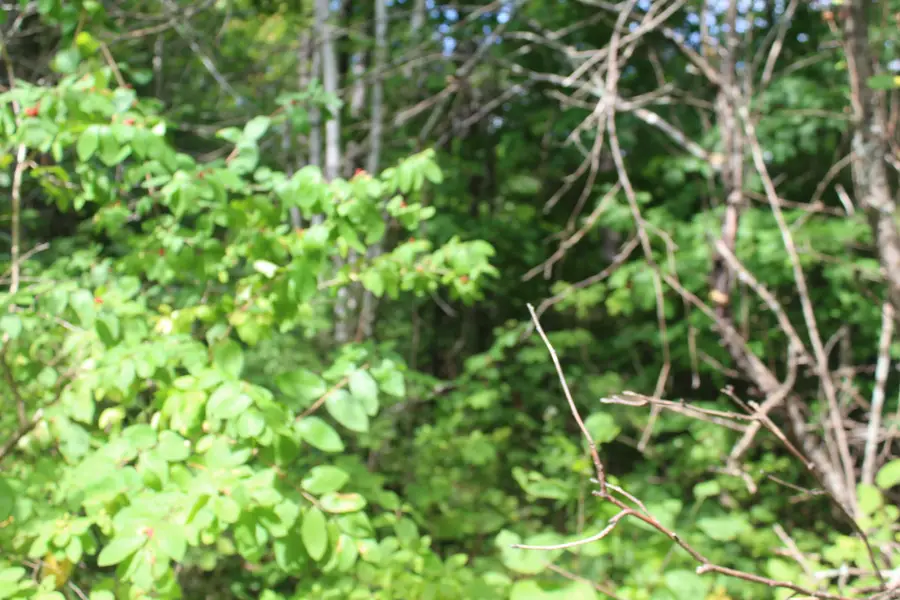 623 River Road, Oakfield, ME 04763 - #2