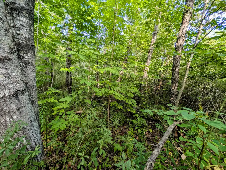 M6 L27-1 Loggin Road, Frankfort, ME 04438 - #2
