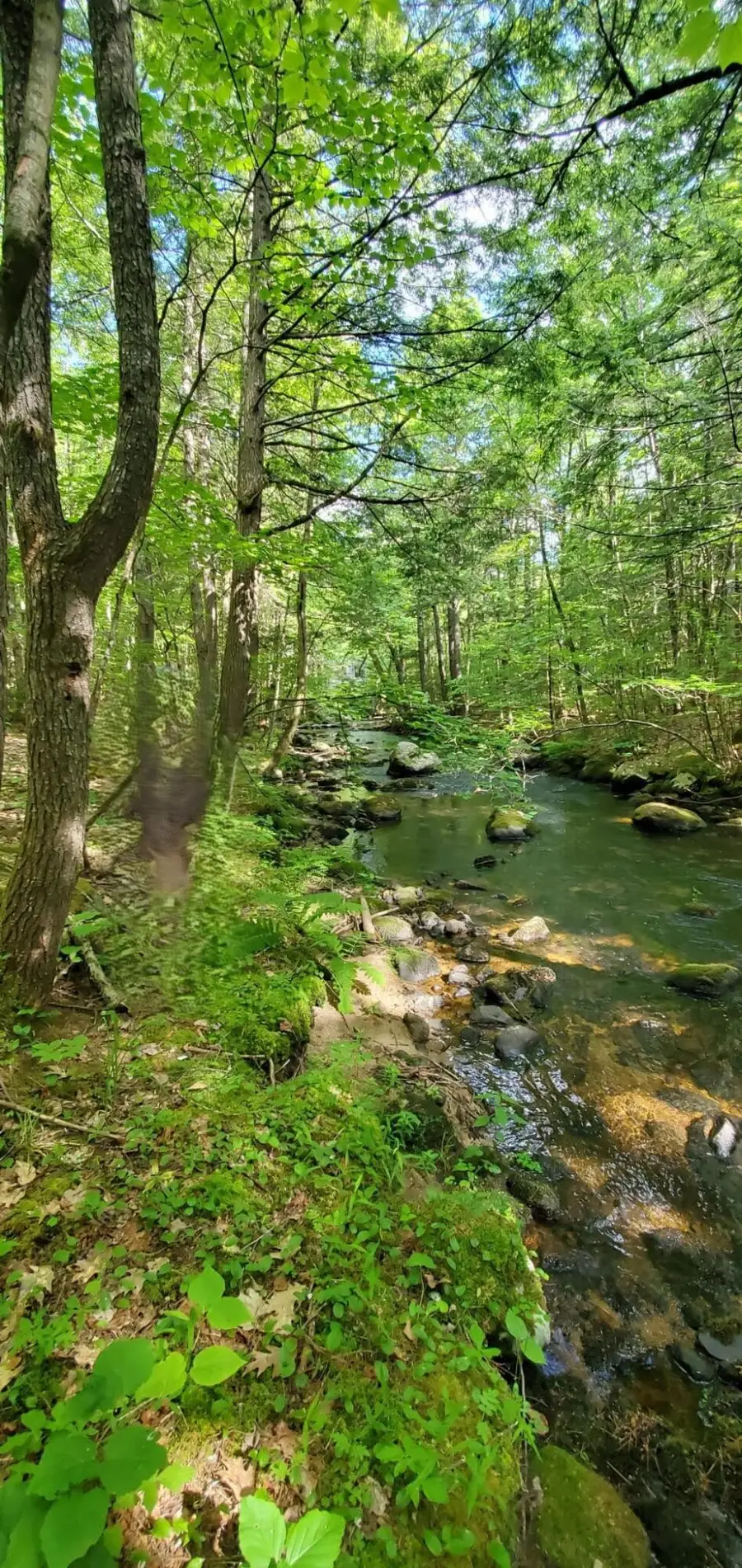 Lot 44 Rolfe Road, Harrison, ME 04040 - #3