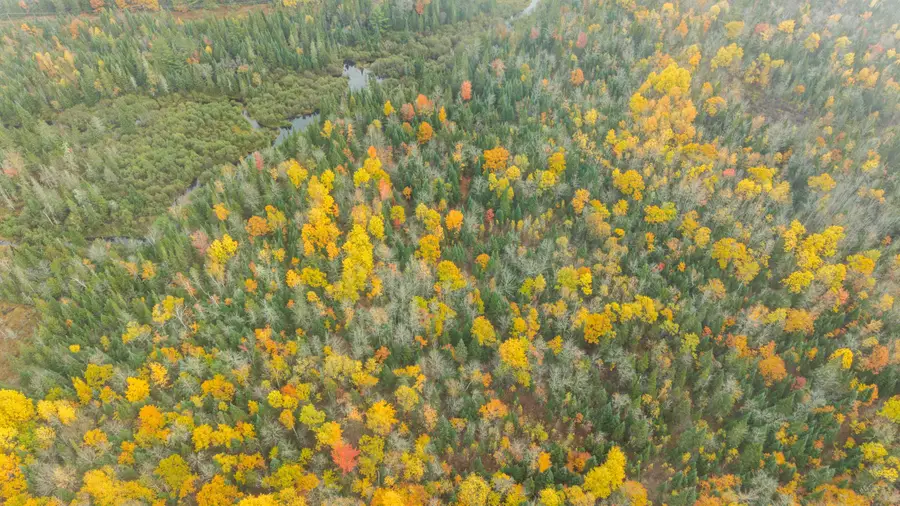 Lot #41-03 Forest Brook Drive, Abbot, ME 04406 - #3