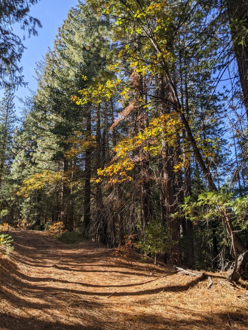 12664 LAST CHANCE MINE ROAD, Nevada City, CA 95959 BHGRE