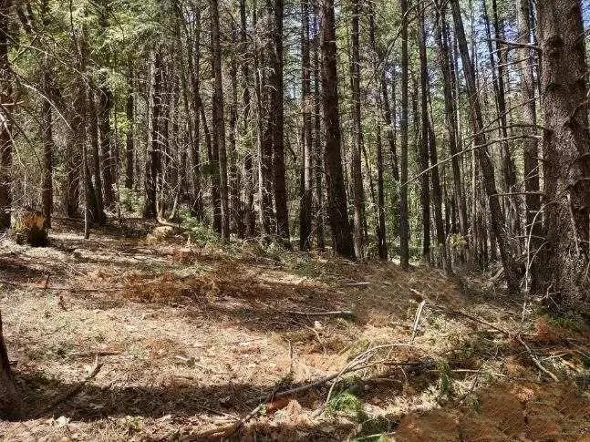 10 Buffalo Hill Road, Georgetown, CA 95634 - Image #3