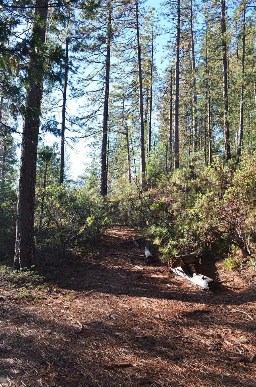 1703 War Hawk Way, Arnold, CA 95223 - Image #3