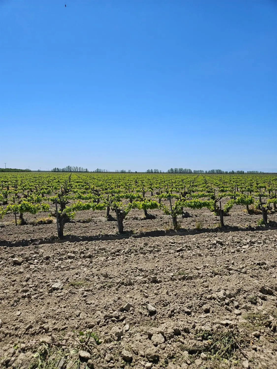 0 North, Kerman, CA 93630 - #1