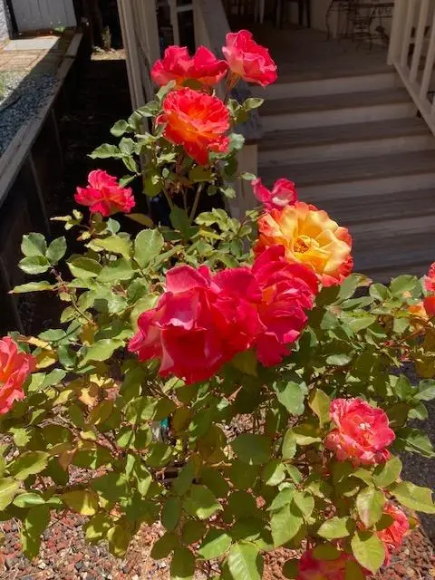 10365 Dalewood Way, Grass Valley, CA 95949 - Image #1