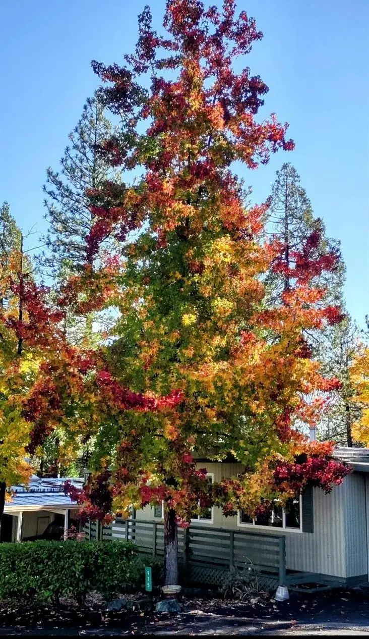 975 Amber Loop, Grass Valley, CA 95945 - Image #1