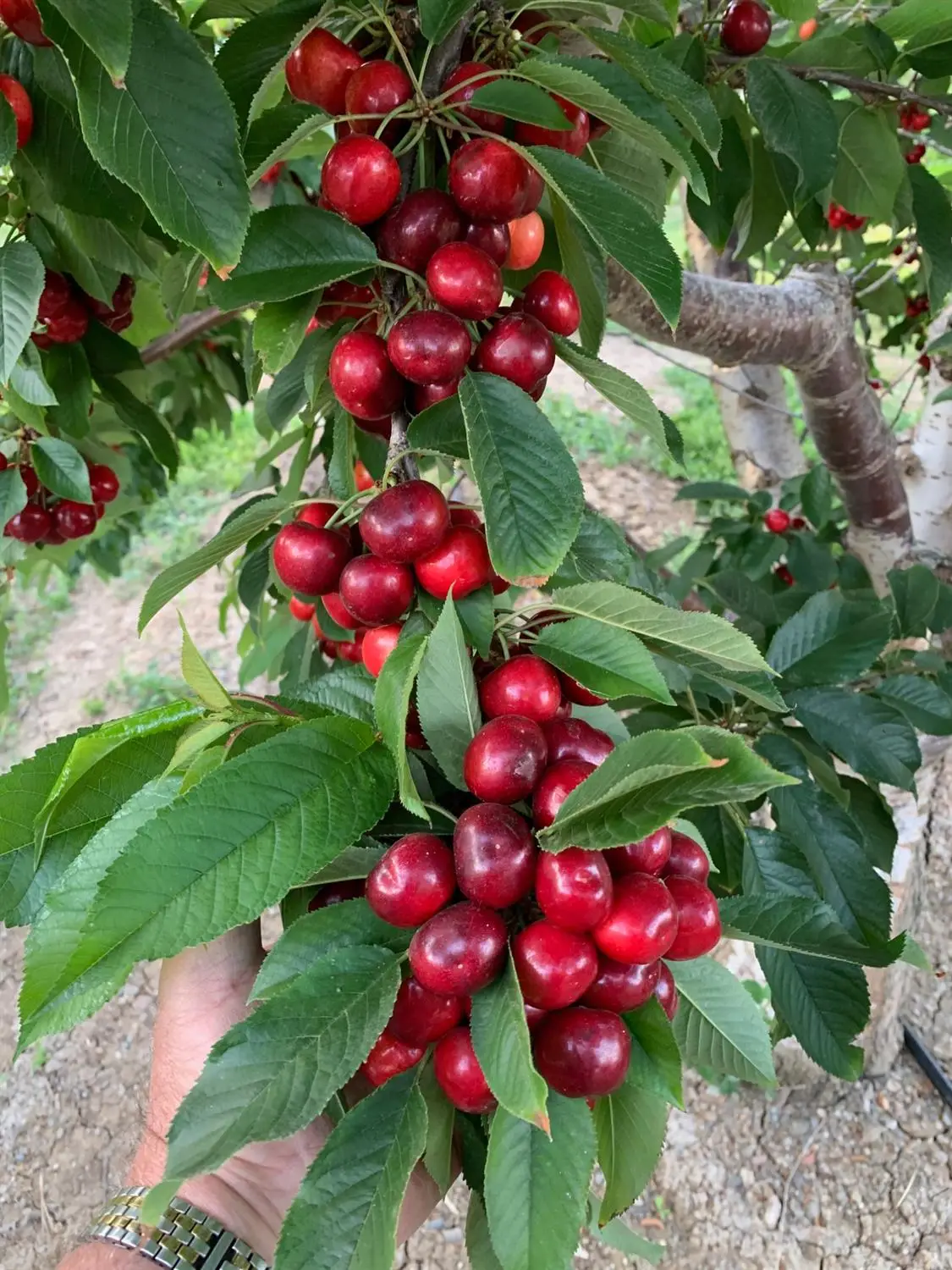 1099 Lemon Avenue, Patterson, CA 95363 - Image #1