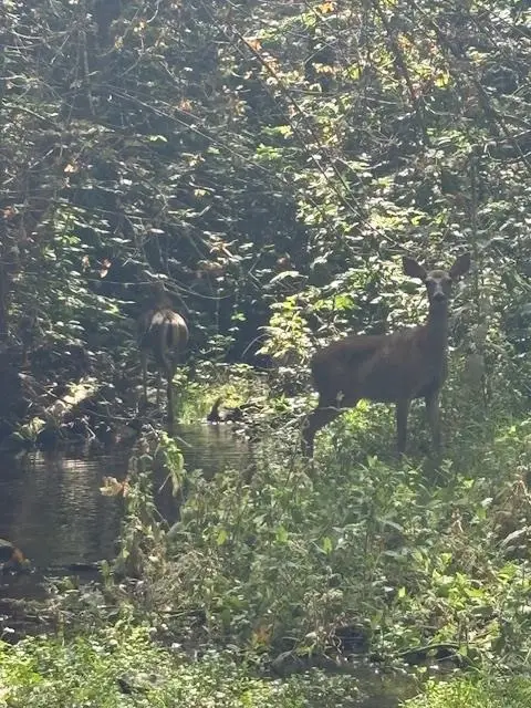 2936 Independence Road, Arnold West Point, CA 95245 - Image #3