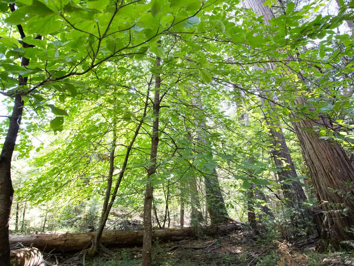 0 Spring Court, Pioneer, CA 95666 - Image #1