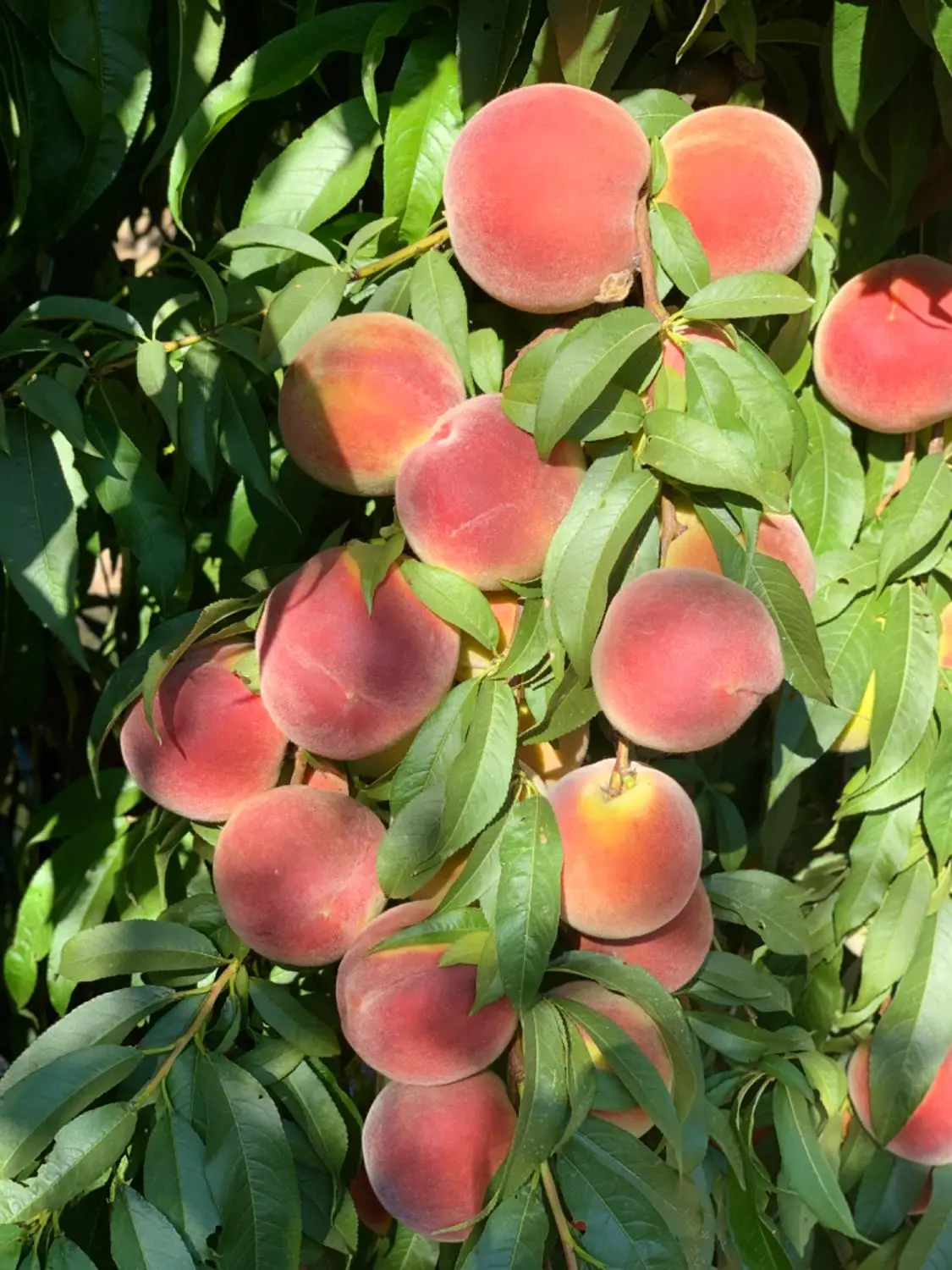 0 S Cressy Way, Livingston, CA 95334 - Image #1