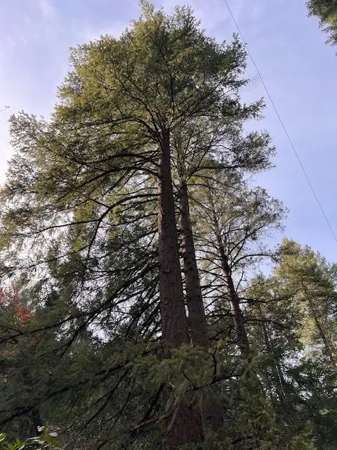 17630 E Antelope Drive E Drive, Pioneer, CA 95666 - Image #3