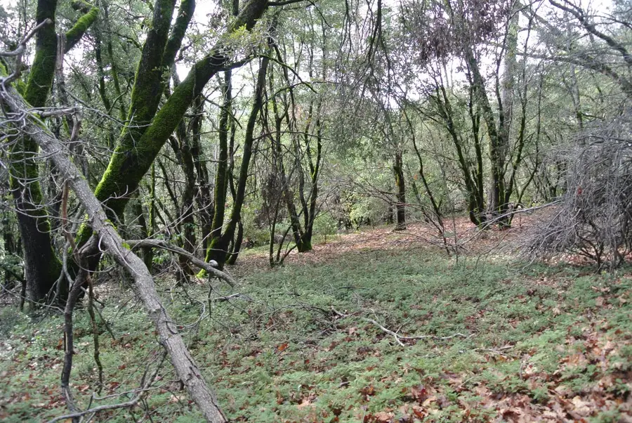 5577 Pine Ridge Road, Foresthill, CA 95631 - Image #2