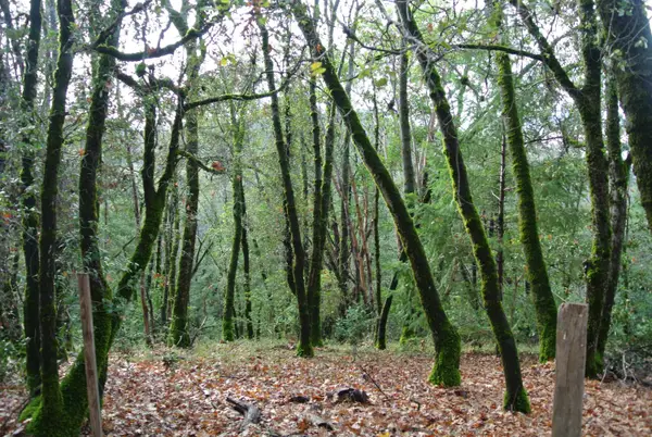 5585 Pine Ridge Road, Foresthill, CA 95631