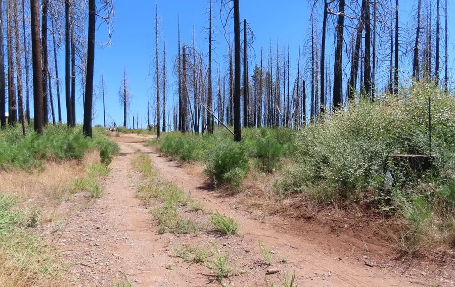 4817 Sciaroni Road, Grizzly Flats, CA 95636 - Image #2