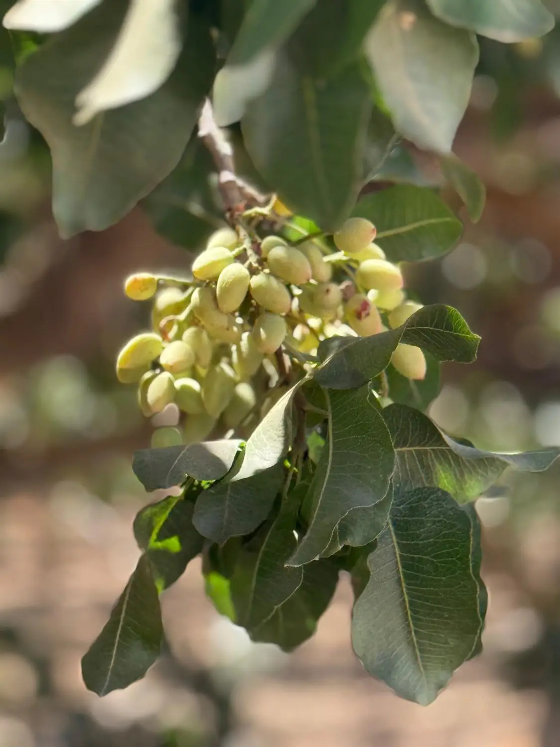 0 Ave 24 & Rd 208, Terra Bella, CA 93270 - Image #1