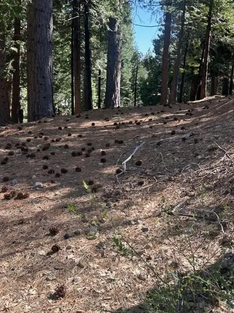 2179 Navajo, Dorrington, CA 95223 - Image #2