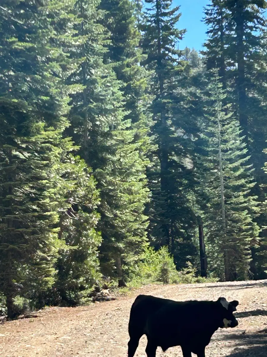 1 Blue Rock Trail, Kelly Ridge, CA 95223 - #2