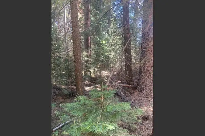 7464 Lily Avenue, Tahoe Vista, CA 96148 - Image #2