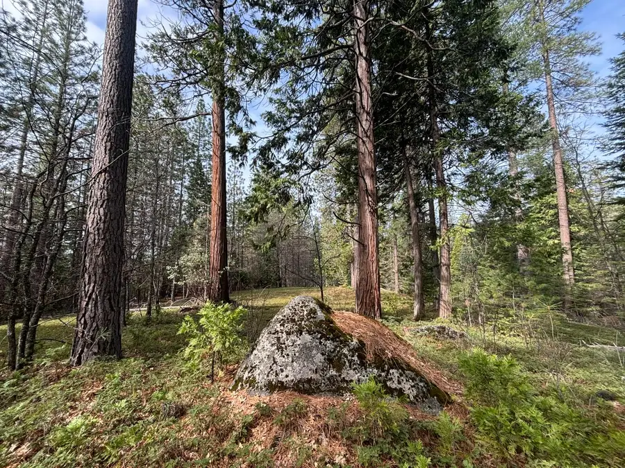 245 Heron Court, Avery, CA 95224 - #2