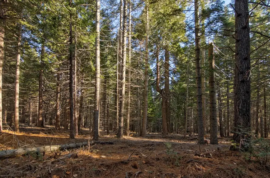 680 Sugar Pine Road, Alta, CA 95701 - #2