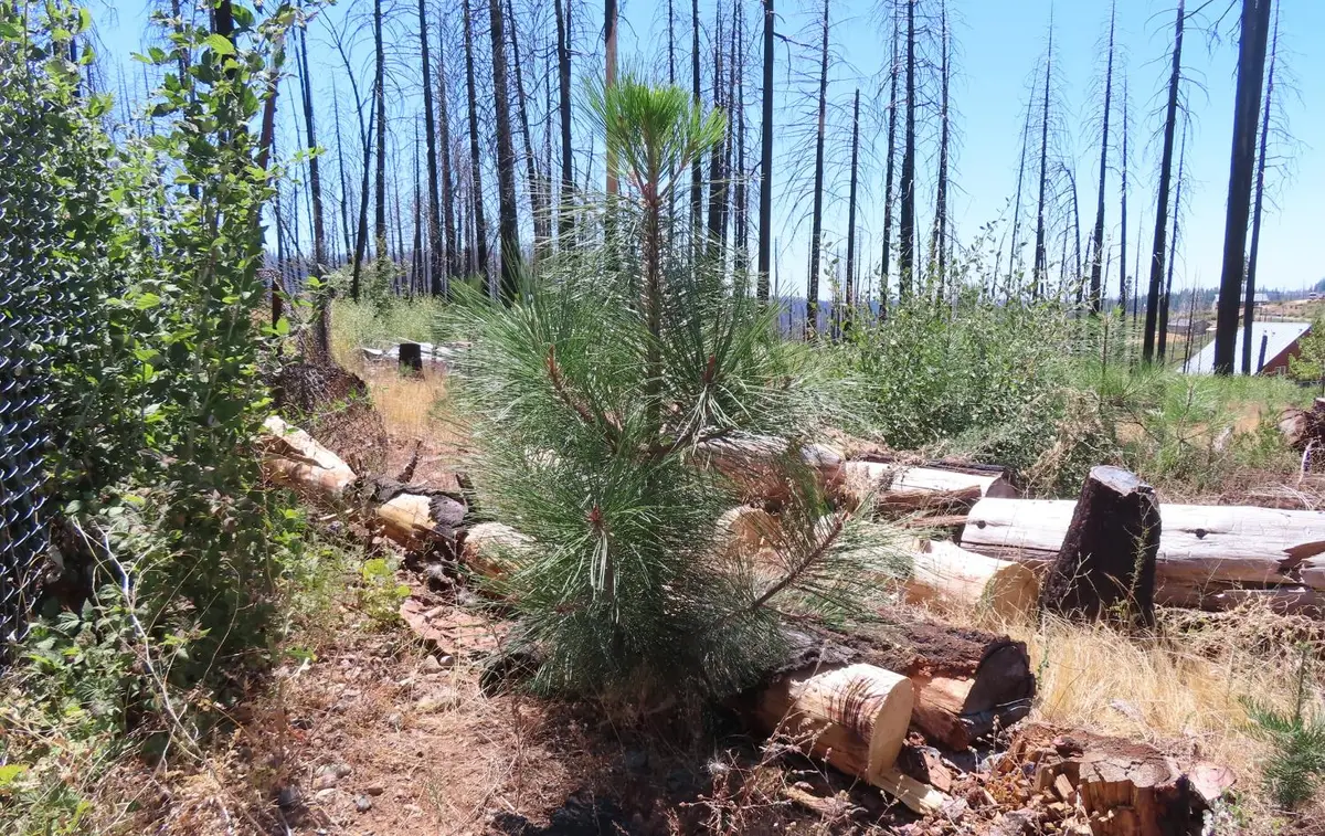 4817 Sciaroni Road, Grizzly Flats, CA 95636 - #1