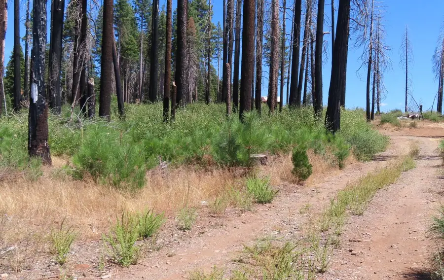 4817 Sciaroni Road, Grizzly Flats, CA 95636 - #3