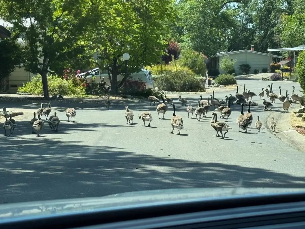 4420 Pleasant Valley Road #130, Diamond Springs, CA 95619 - #1