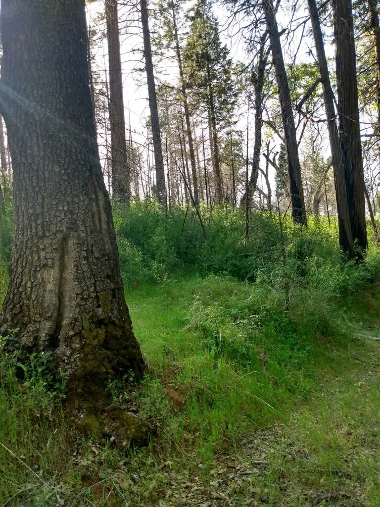 0 Shadow Pine Road, Mountain Ranch, CA 95246 - #2