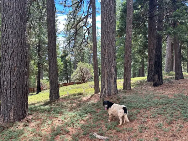 27460 State Highway 88, Pioneer, CA 95666