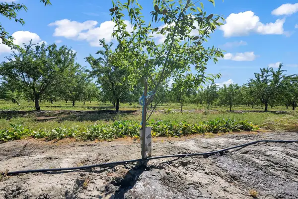 0 Buchanan Hollow Rd, Le Grand, CA 95333