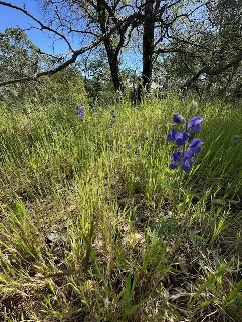 0 Redhill Way, Browns Valley, CA 95918 - #3