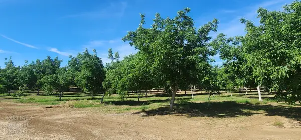 0 George Road, Williams, CA 95987