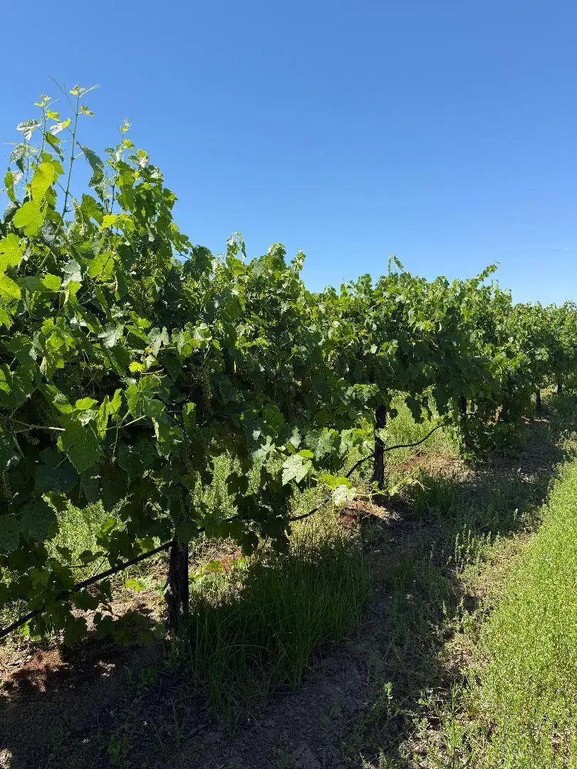 0 Walnut Grove Road, Thornton, CA 95686 - #1