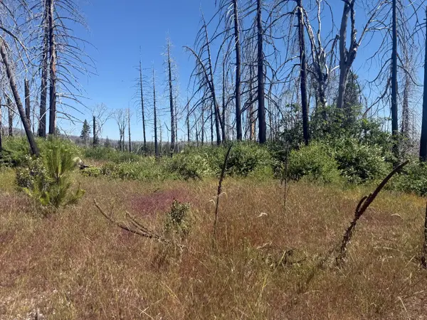 7350 S View Drive, Grizzly Flats, CA 95636